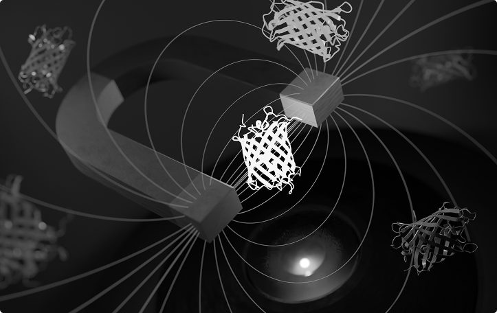 20230713 Proteins and magnet 1